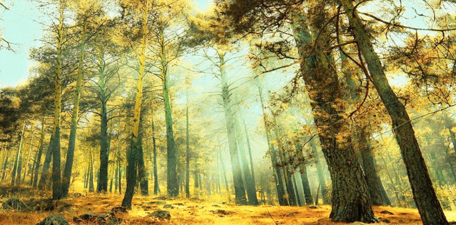 pinos